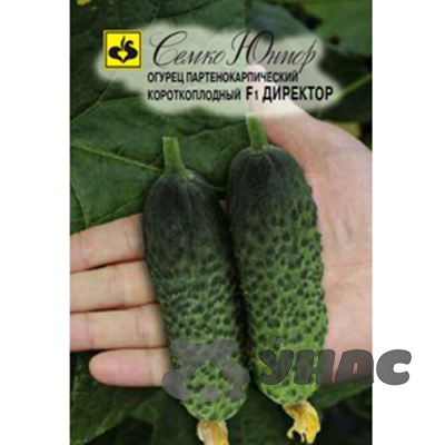 Огурец Директор Семко Ц