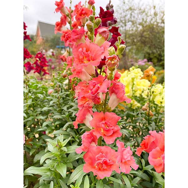 Львиный зев Версаль Микс Премиум Сидс Ц 