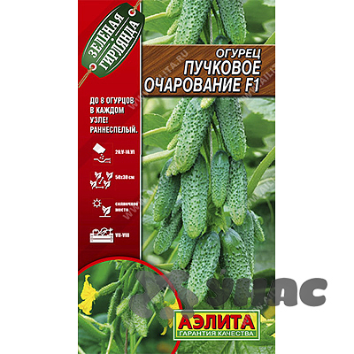 Огурец Пучковое очарование Аэлита Ц