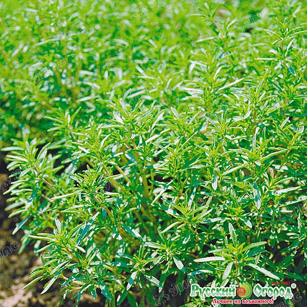 Чабер огородный Бриз НК Ц