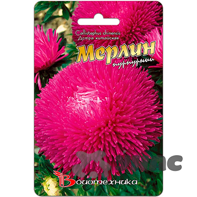 Астра Мерлин Пурпурный Биотехника Ц 