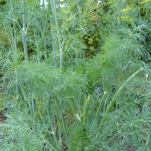 Укроп Голдкрон (Нидерланды) Каприс