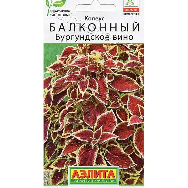 Колеус Бургундское вино Аэлита Ц 