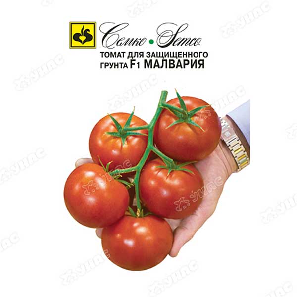 Семена Томат Малвария Семко