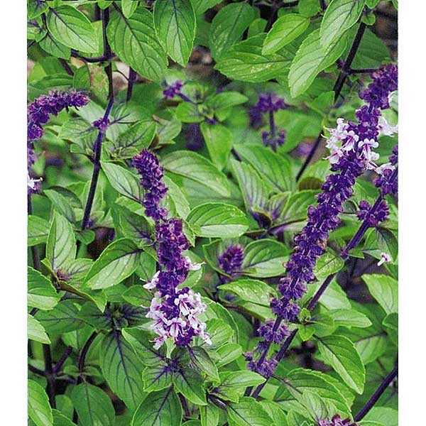 Базилик Арарат НК Ц