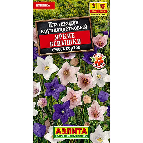 Платикодон Яркие вспышки Аэлита Ц 