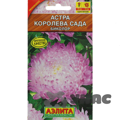 Астра Королева Сада биколор Аэлита Ц 