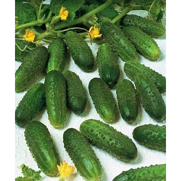 Огурец Маринда (1000шт) Маринда/Seminis