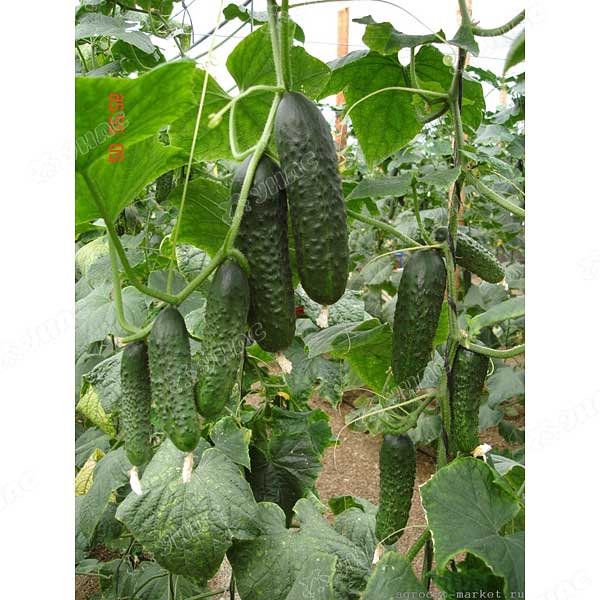 Огурец Директор F1 500шт Nunhems