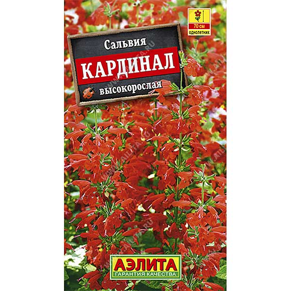 Сальвия Кардинал Аэлита Ц 