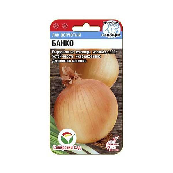 Лук Банко СибСад Ц