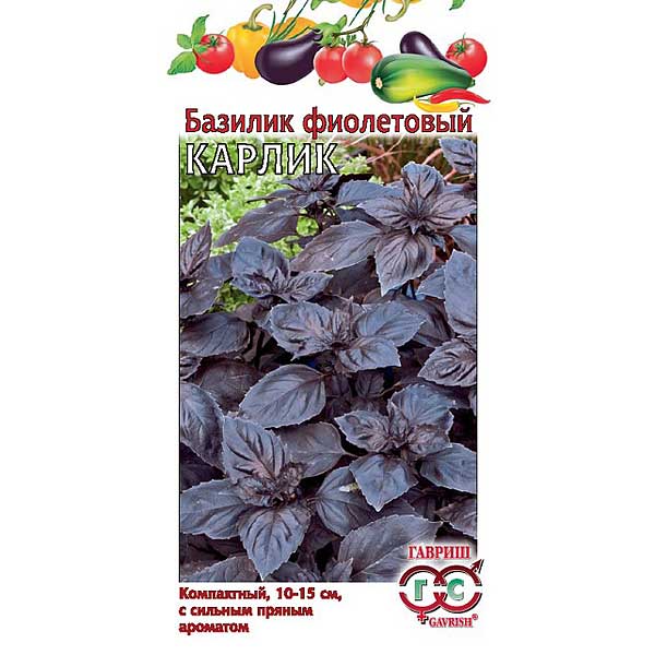 Базилик Карлик фиолетовый Гавриш Ц