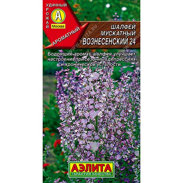 Шалфей Вознесенский мускатн. Аэлита Ц x10