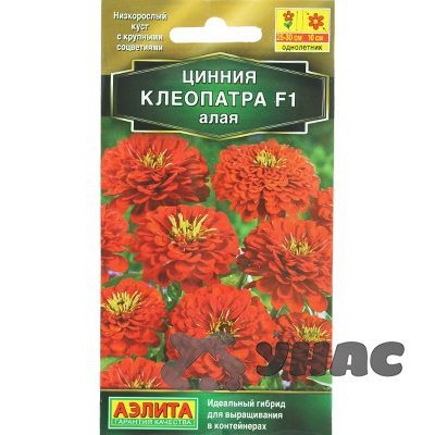 Циния Клеопатра алая Аэлита Цх10 