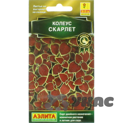Колеус Скарлет блюме Аэлита Ц 