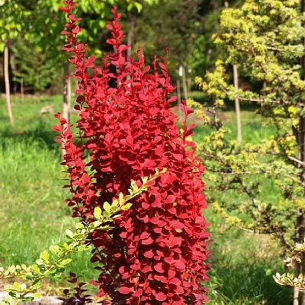 Барбарис Тунберга Рэд Рокет P9