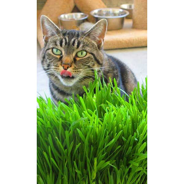 Трава Для Кошек Марс Ц 