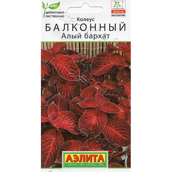 Колеус Алый бархат Аэлита Ц 