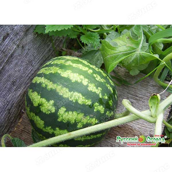 Арбуз Фотон НК Ц