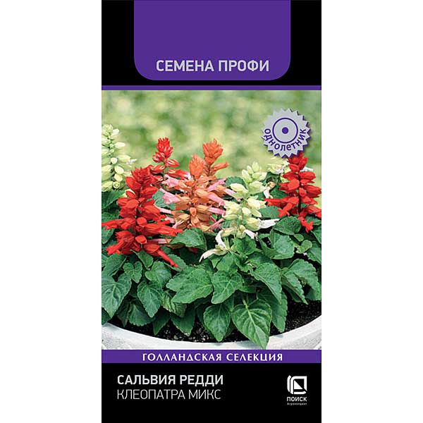 Сальвия Редди Клеопатра Поиск Ц 