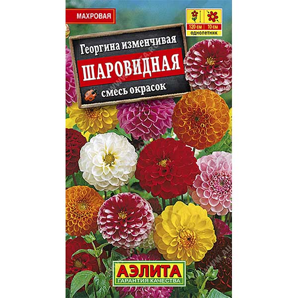 Георгин Шаровидная Аэлита Ц 