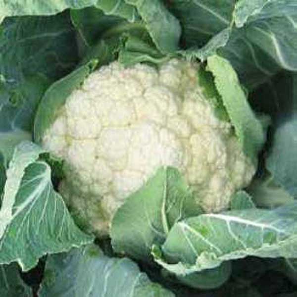 Капуста цв. Барселона 2500 шт Hazera