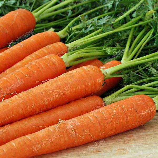 Морковь Рогнеда НК Ц