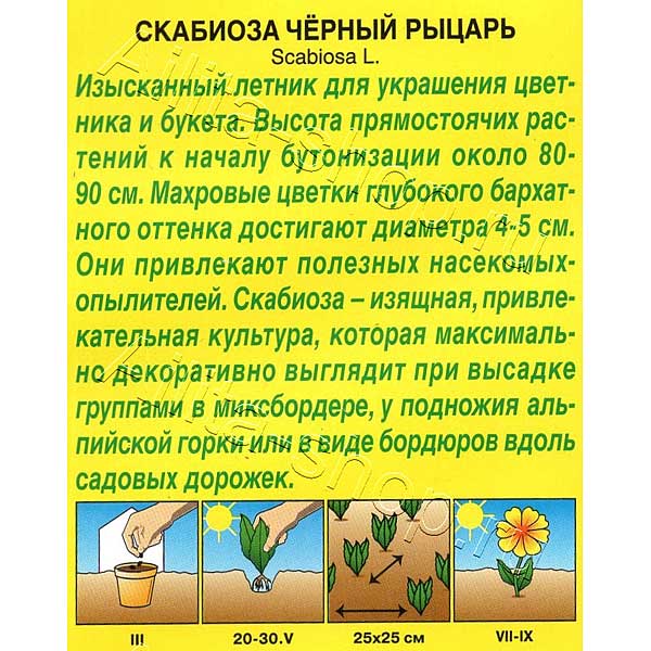 Скабиоза Черный рыцарь Аэлита Цх10 