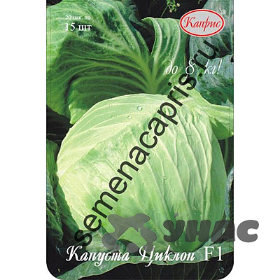 Капуста Циклоп (Нидерланды) Каприс