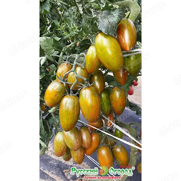 Семена Томат Биколор F1 Русский Огород