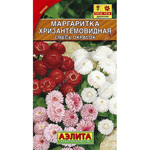 Маргаритка  Хризантемовидная Аэлита Ц 