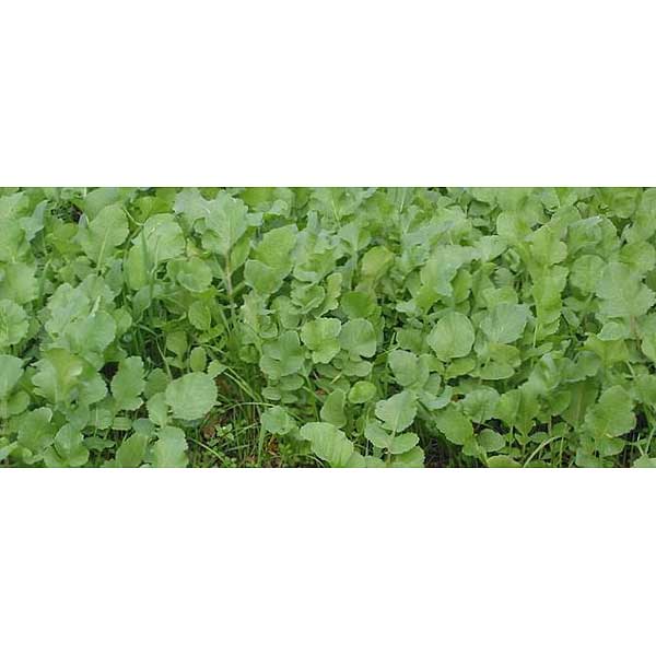 Редька масличная 5 кг Зеленая планета