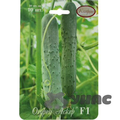 Огурец Аскер 10шт (Нидерланды) Каприс
