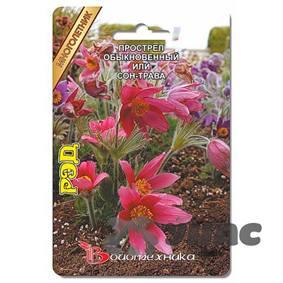 Прострел Рэд (сон-трава) обыкновенный Биотехника Ц 