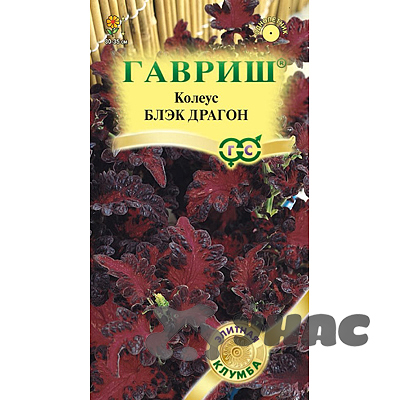 Колеус Блэк Драгон Гавриш Ц 