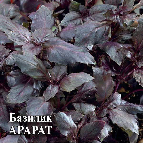 Семена Базилик Арарат 10г Гавриш Ц