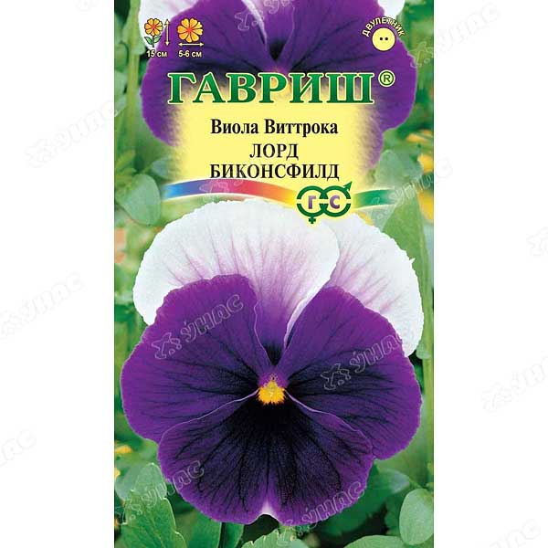 Виола Виттрока Лорд Биконсфилд Гавриш Ц 