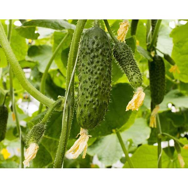 Огурец СВ4097 ЦВ 250 шт Маринда/Seminis