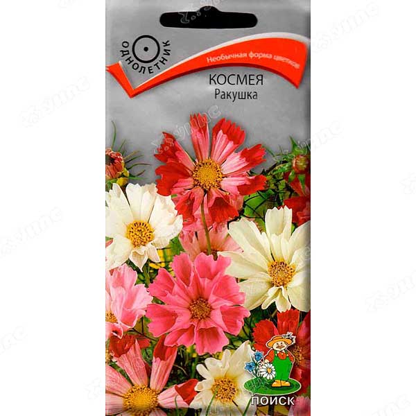 Космея Ракушка красная Поиск Ц 