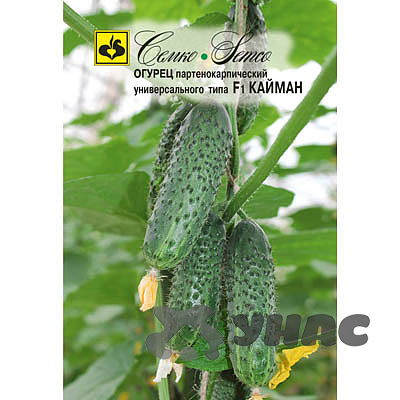 Огурец Кайман Семко Ц