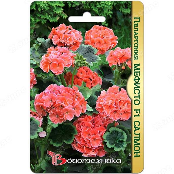 Пеларгония Мефисто Салмон Биотехника Ц 