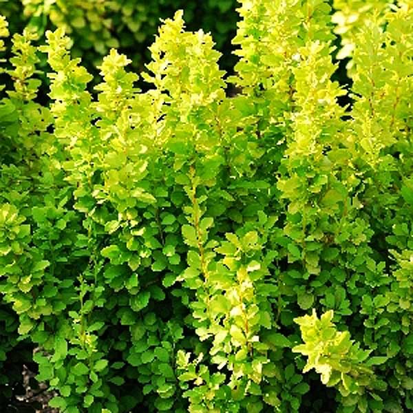 Барбарис Тунберга Мария P9