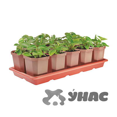 Набор для рассады 10 стак (0,3л)+поддонБШ1010 (11) 