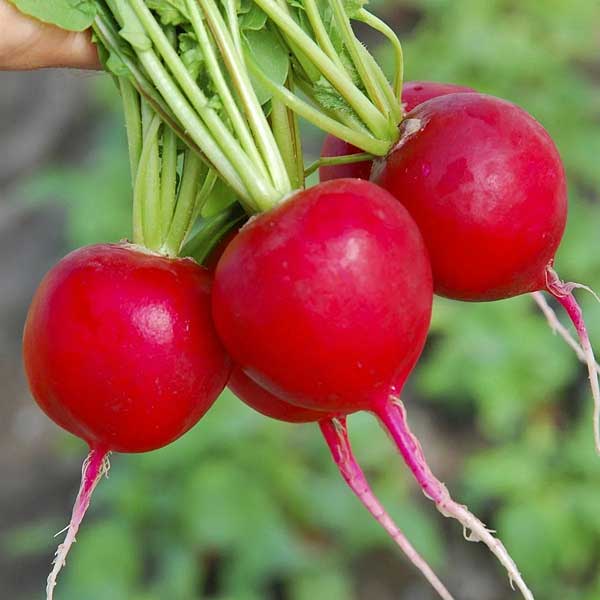 Редис Селеста 20гр ФЛ Престиж