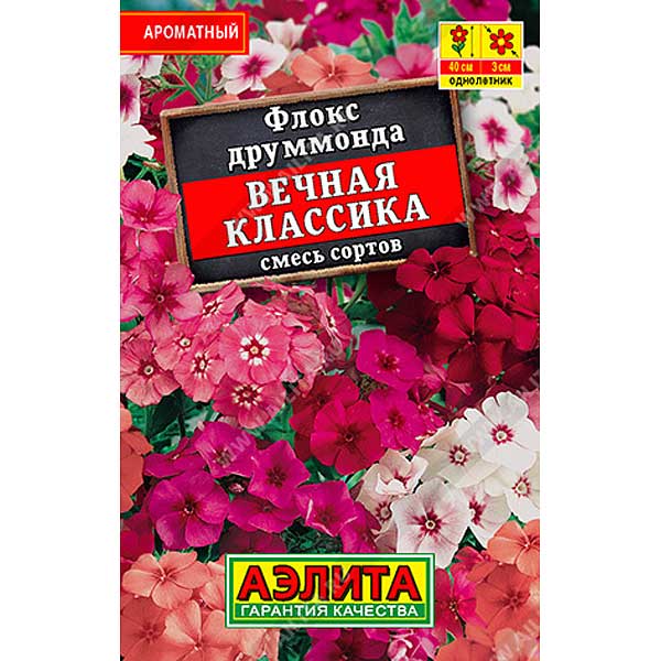 Флокс Вечная классика Лидер Аэлита Ц 