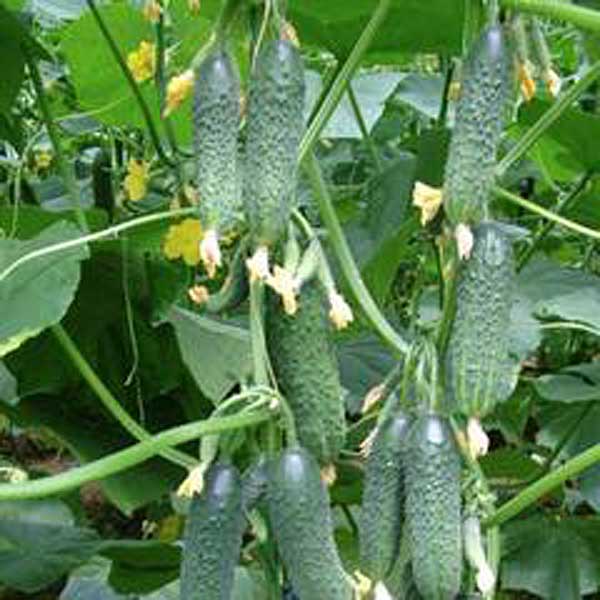 Огурец Паратунка F1 500шт Семко