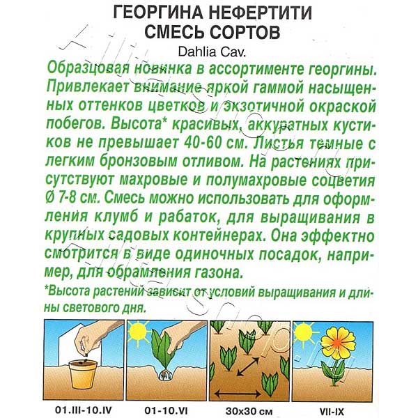 Георгин Нефертити Аэлита Ц 