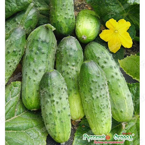 Огурец Обильный НК Ц