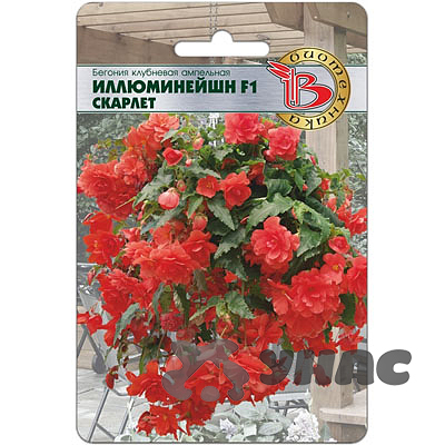 КОМ Бегония Иллюминейшн Скарлет Биотехника Ц 