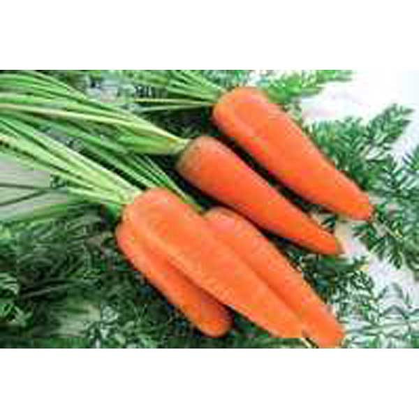 Морковь олимпо. Морковь олимпо. Морковь олимпо. Олимпо ф1. Морковь олимпо.